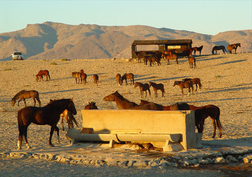 Klein-Aus Vista Desert Horse Inn Eksteriør bilde
